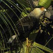 Northern Crested Caracara