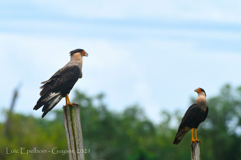 Crested Caracara (cheriway)