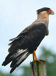 Caracara du Nord