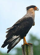 Crested Caracara (cheriway)