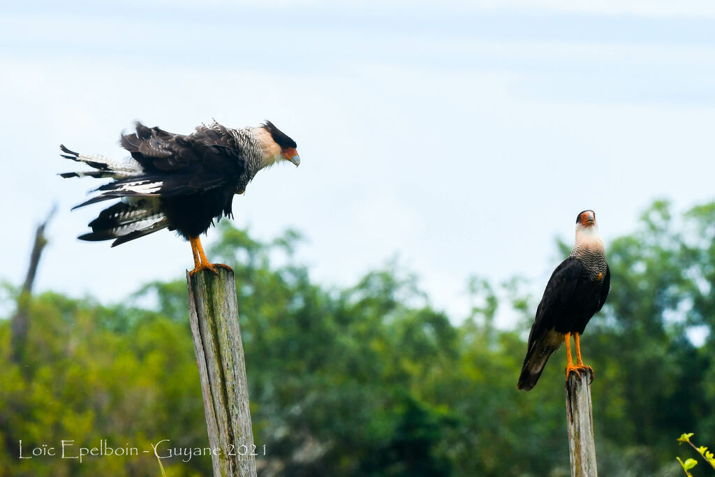 Crested Caracara (cheriway)