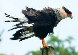 Crested Caracara (cheriway)