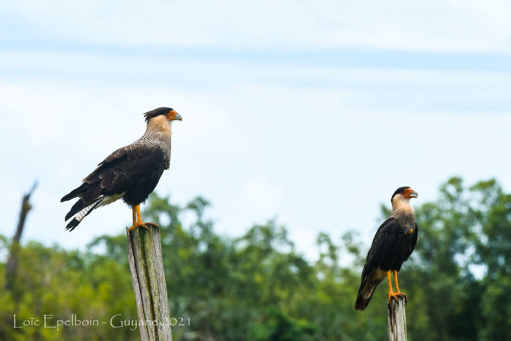 Crested Caracara (cheriway)