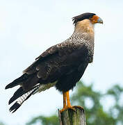 Crested Caracara (cheriway)