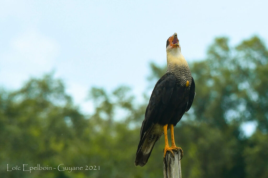 Crested Caracara (cheriway)