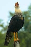 Crested Caracara (cheriway)