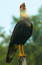 Caracara du Nord