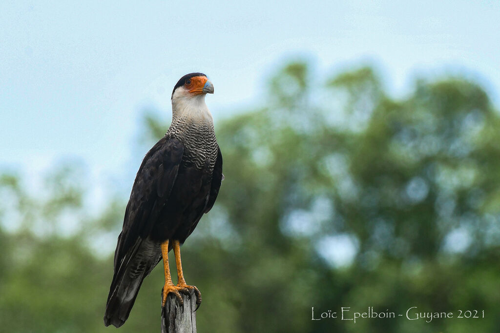 Crested Caracara (cheriway)