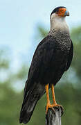 Crested Caracara (cheriway)