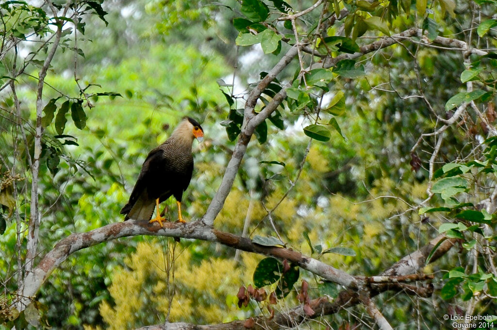 Caracara du Nord