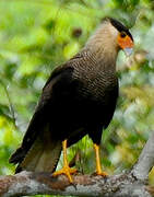 Crested Caracara (cheriway)