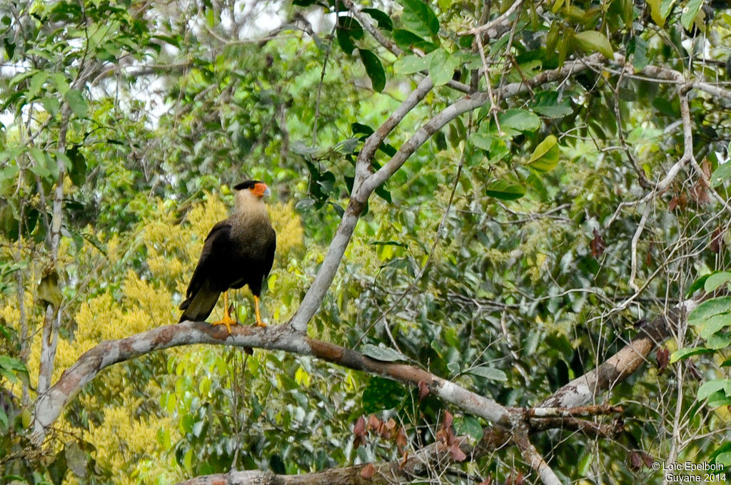 Northern Crested Caracara