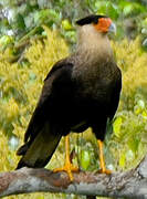 Crested Caracara (cheriway)