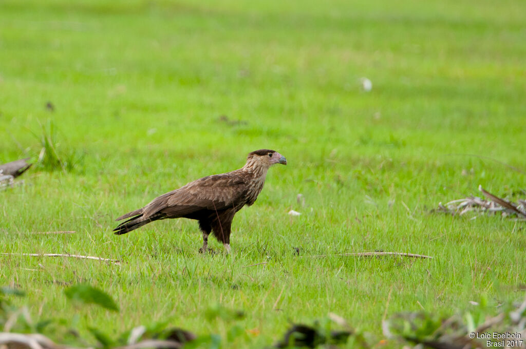 Crested Caracara (cheriway)juvenile