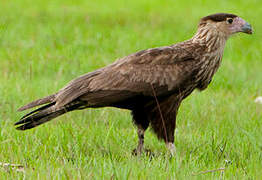 Northern Crested Caracara