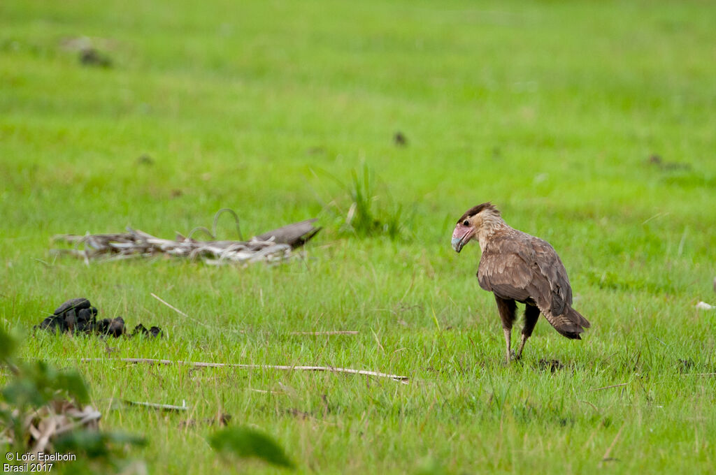 Crested Caracara (cheriway)juvenile