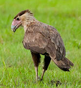 Northern Crested Caracara