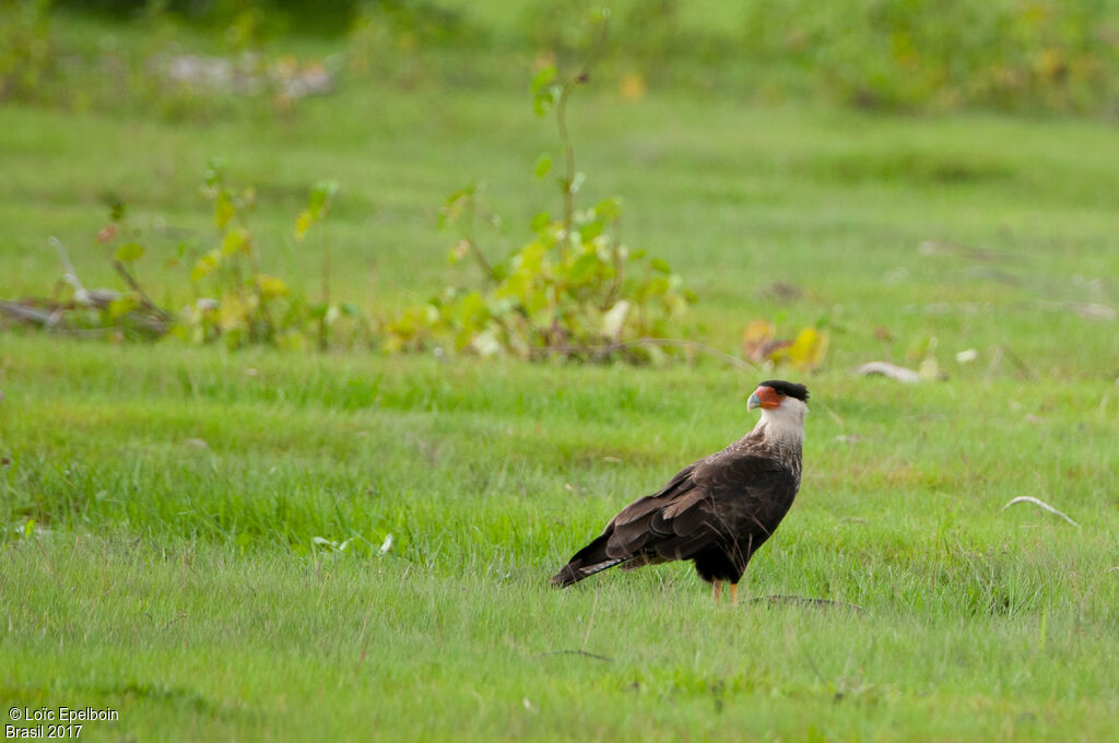 Crested Caracara (cheriway)