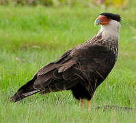 Northern Crested Caracara