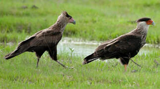 Caracara du Nord