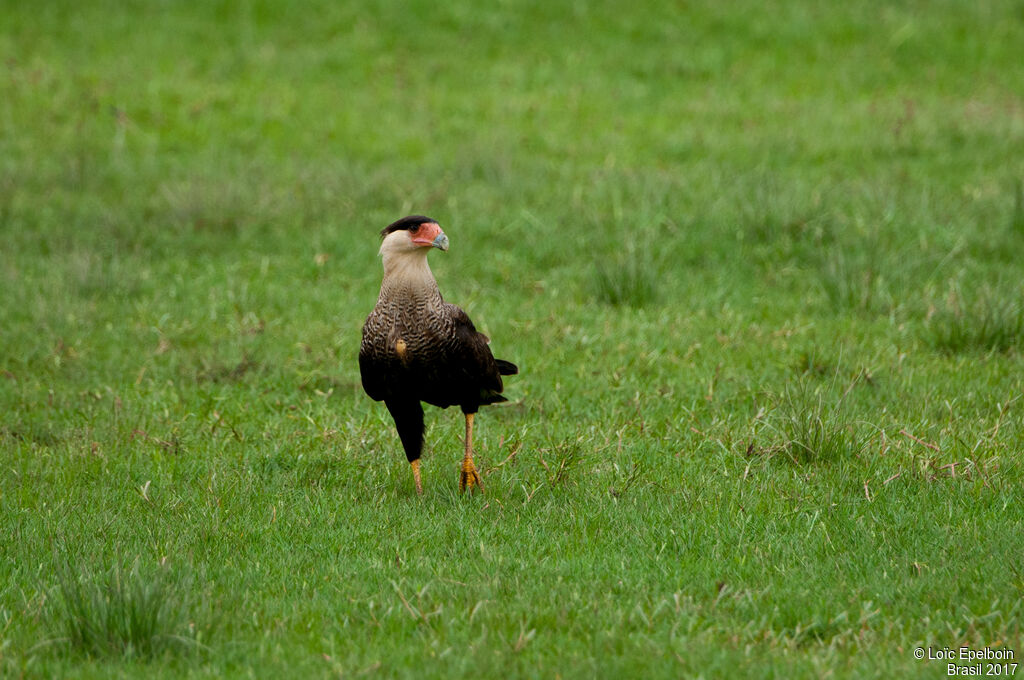 Northern Crested Caracara