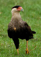 Caracara du Nord