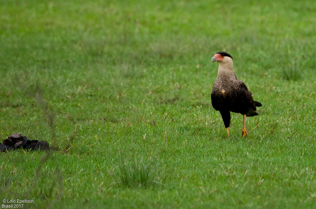 Crested Caracara (cheriway)