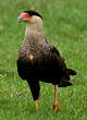 Caracara du Nord