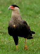 Crested Caracara (cheriway)