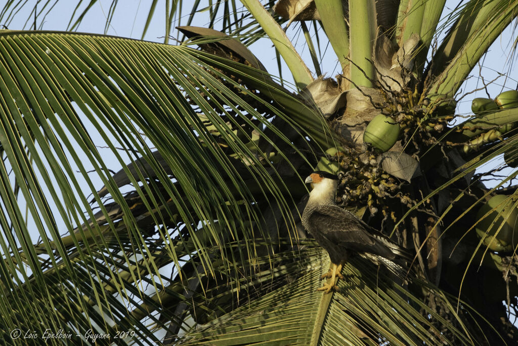 Caracara du Nord