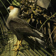 Crested Caracara (cheriway)