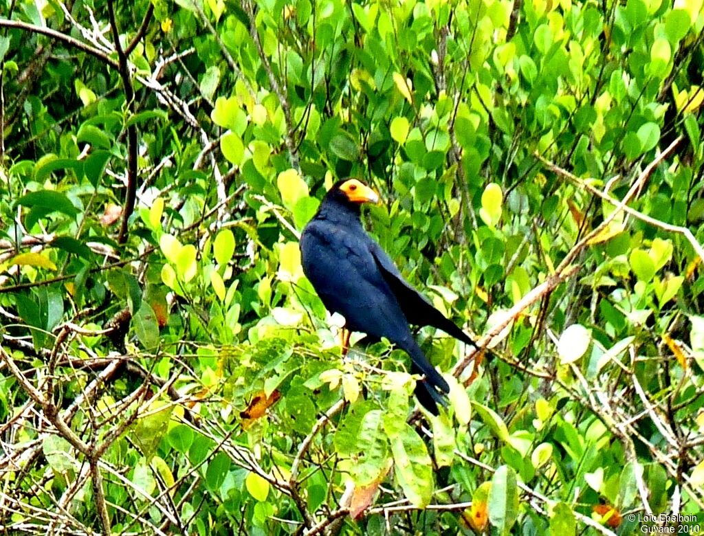 Caracara noir