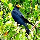 Caracara noir