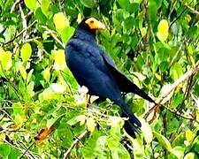 Black Caracara