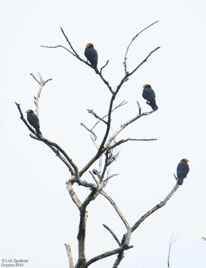 Black Caracara