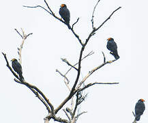 Black Caracara