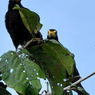 Caracara noir