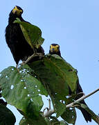 Caracara noir