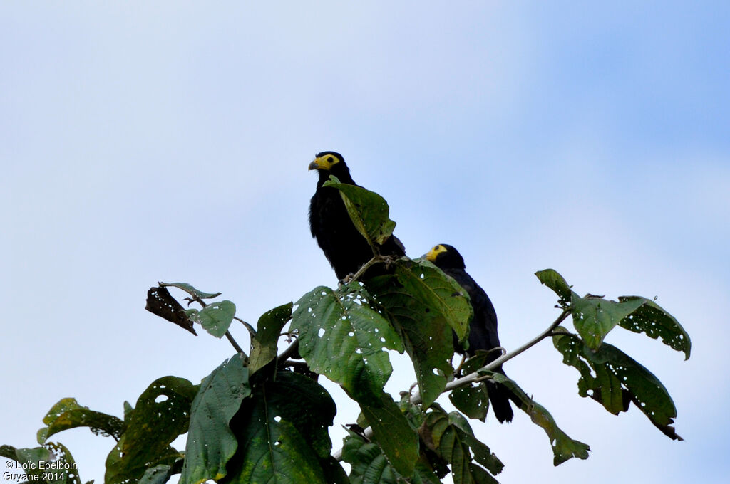 Caracara noir