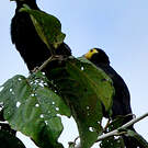 Caracara noir
