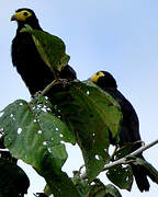 Caracara noir