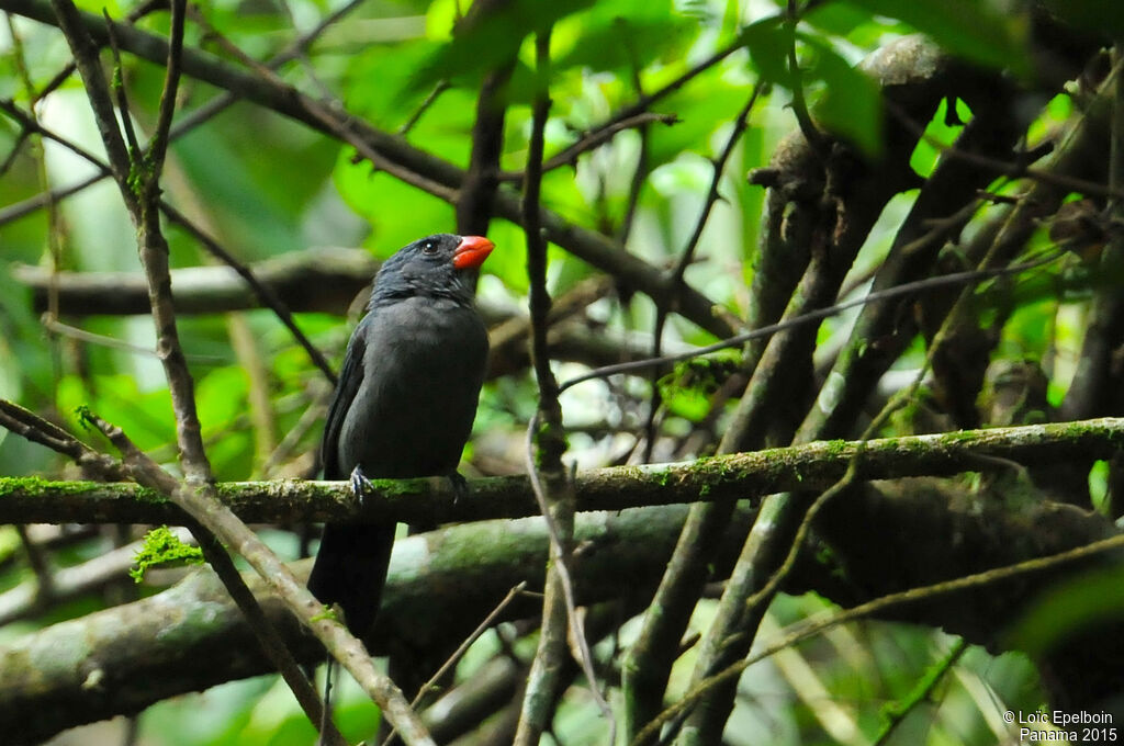 Slate-colored Grosbeak