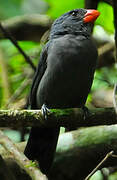 Slate-colored Grosbeak