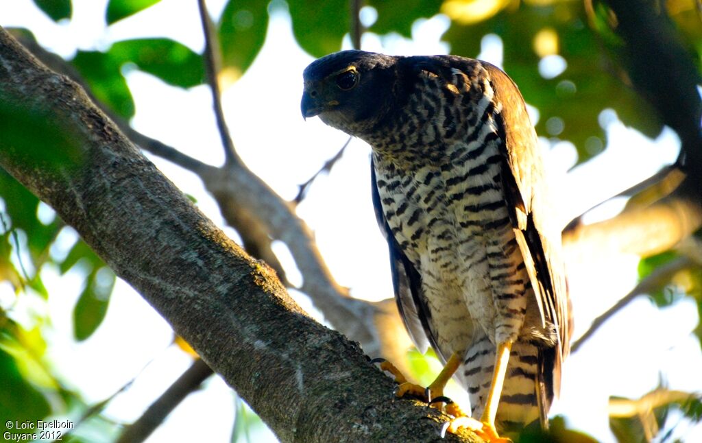 Collared Forest Falcon