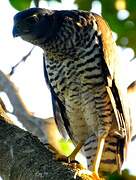 Collared Forest Falcon