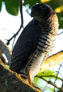 Collared Forest Falcon