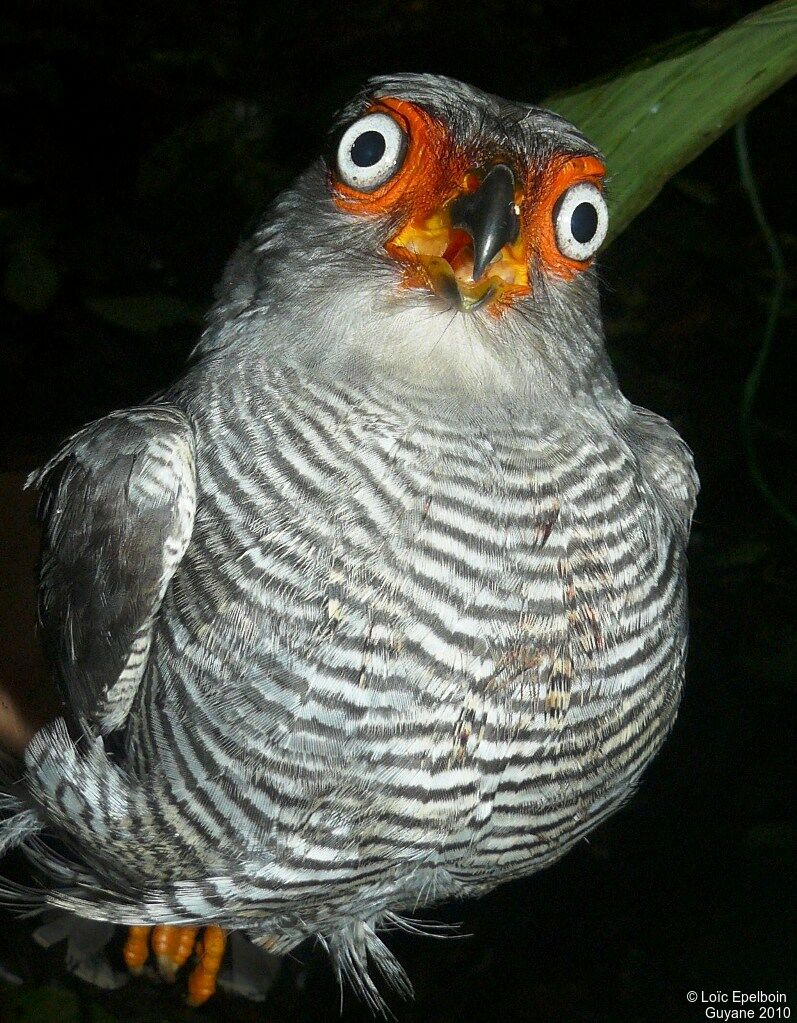 Lined Forest Falcon