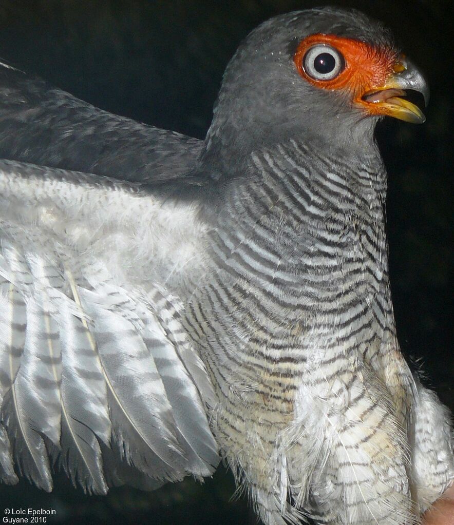 Lined Forest Falcon