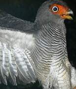 Lined Forest Falcon