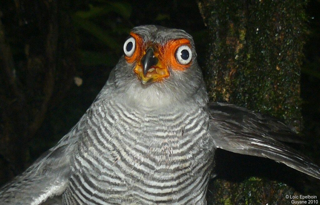 Lined Forest Falcon